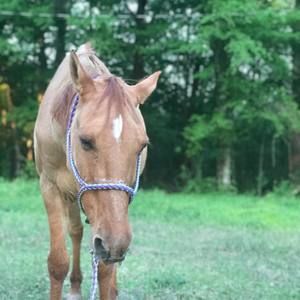 Meet your Posher, Shalee